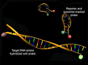 PCR