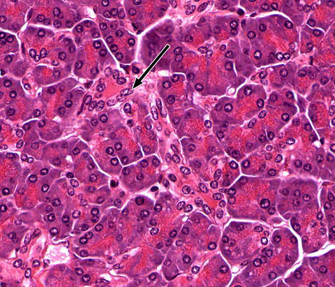 Histology