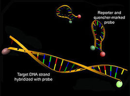 PCR