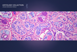 Histology