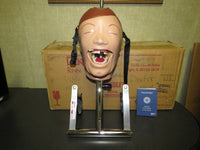 Dental School X-Ray Teaching Trainer Dentsply RINN DXTTR III MANNEQUIN Natural Head 54/6001