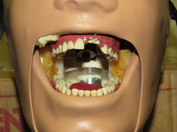 Dental School X-Ray Teaching Trainer Dentsply RINN DXTTR III MANNEQUIN ...