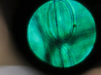 Leica DM1000 LED Laboratory Microscope - 63x 40x 20x objectives IVD IVF