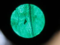 Leica DM1000 LED Laboratory Microscope - 63x 40x 20x objectives IVD IVF